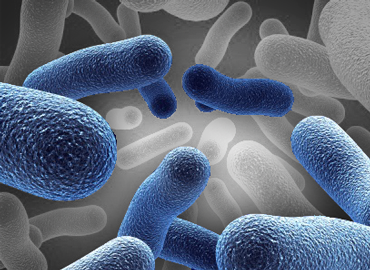 Bioremediation for Oil Spill Cleanup