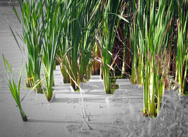 Monitor Oil Spills Recovery