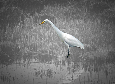 Wildlife Cleanup for Oil Spill Response