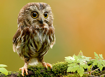 Owl Placeholder